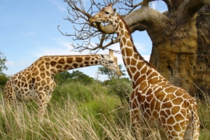 Giraffe pair207243318 300x200 - Giraffe pair - pair, Giraffe, Eyes